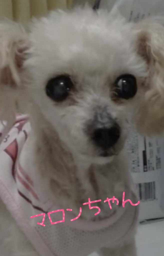 マロンちゃん